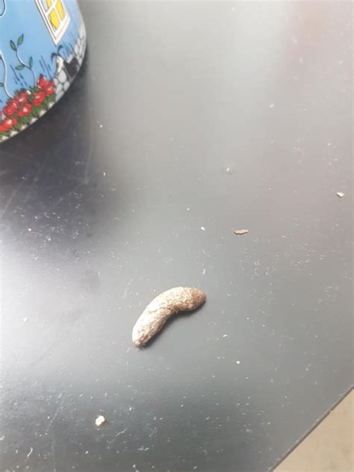 Do rats poop outside?