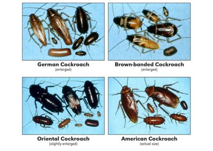 Do roaches know each other?