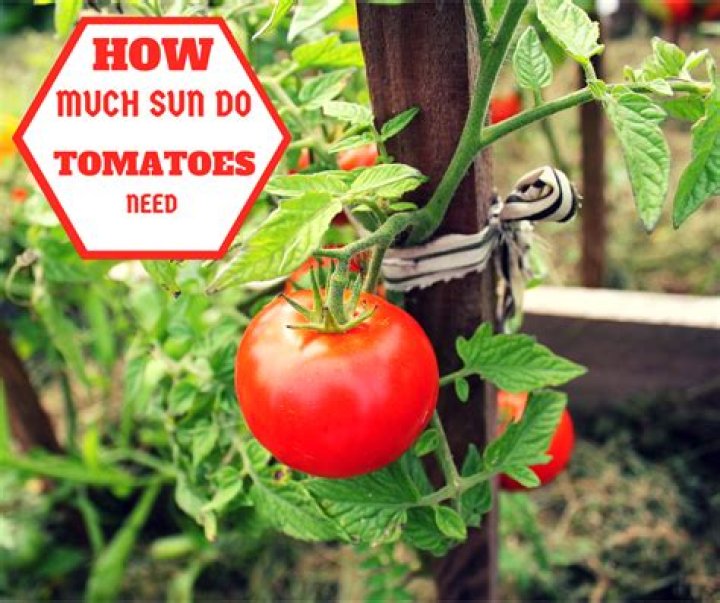 Do tomato plants need full sun?