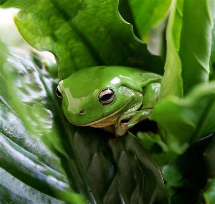 Do tree frogs scream?