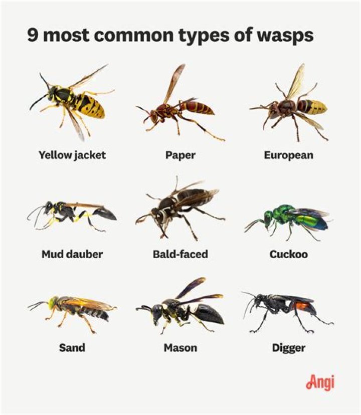 Do wasps eat dead wasps?