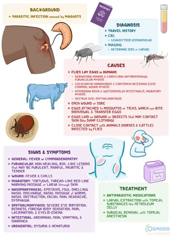 Does a baby mouse mean an infestation?