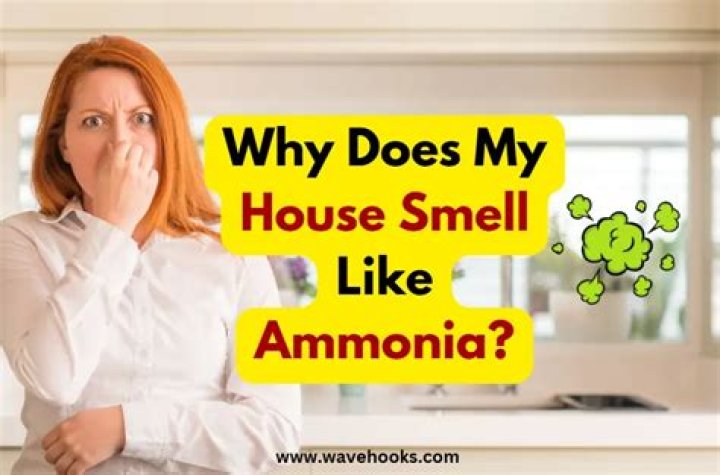 Does ammonia get rid of urine smell?