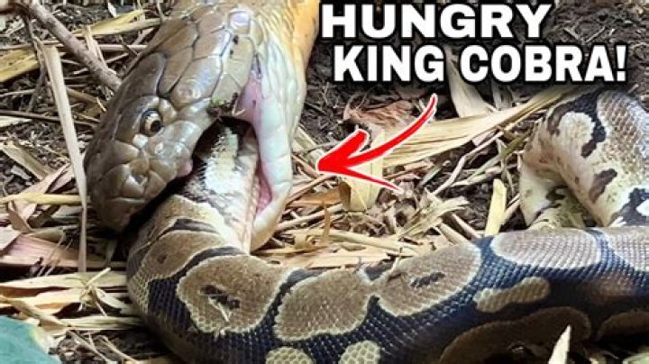 Does anything eat a king cobra?