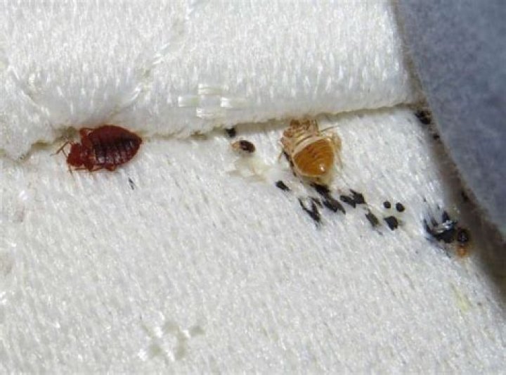 Does blood on sheets mean bed bugs?