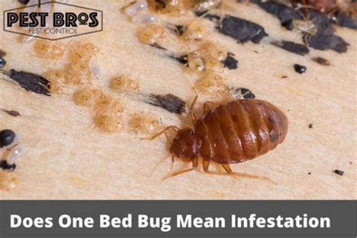 Does finding one bed bug infestation mean?