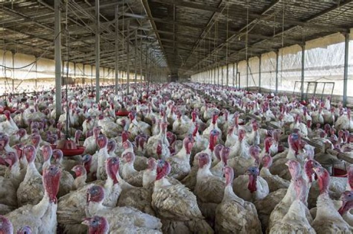 Does France have factory farms?