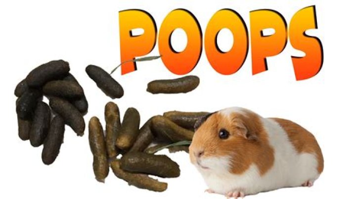 Does guinea pigs eat their own poop?