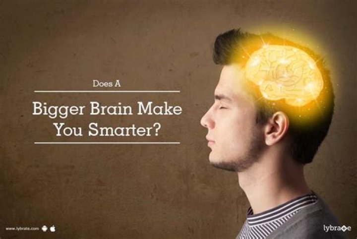 Does having a bigger brain make you smarter?