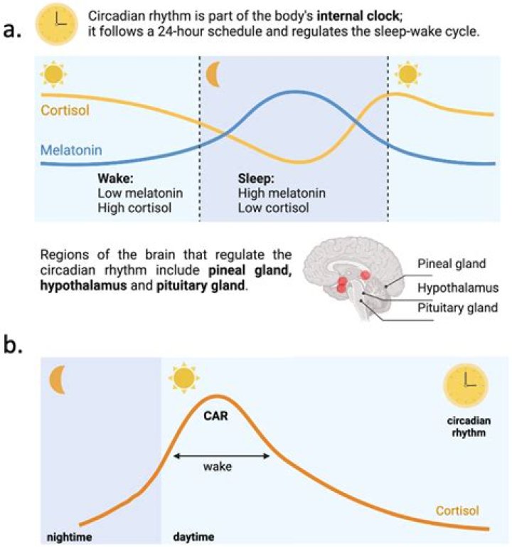 Does melatonin Help bipolar disorder?