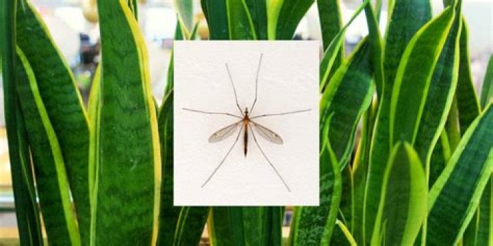 Does snake plant attract mosquitoes?