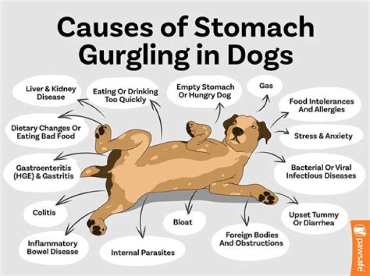 Does sweet potato settle dogs stomach?