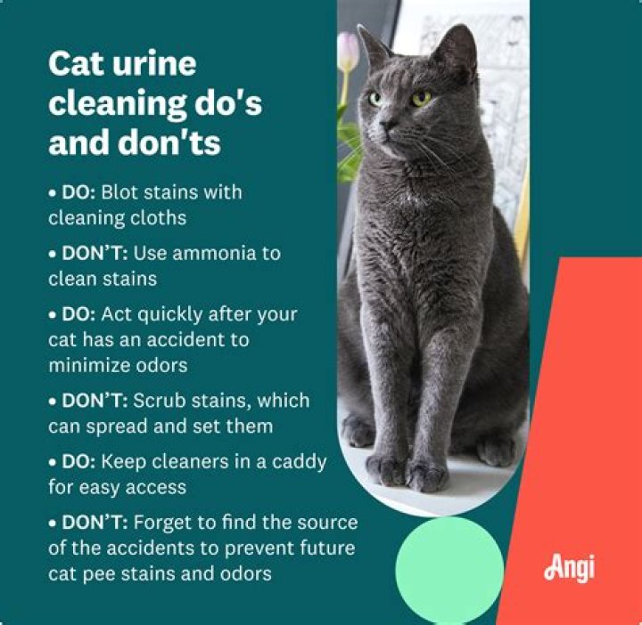Does vinegar and baking soda get rid of cat urine smell?