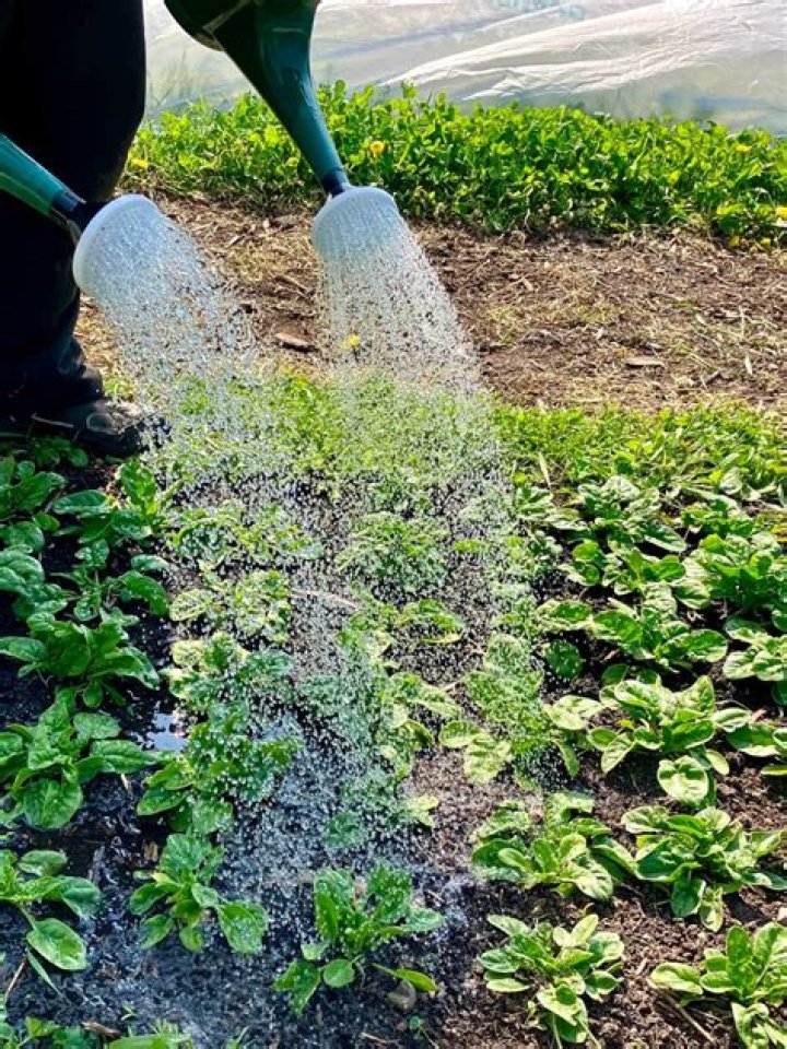 Does watering grass help it grow?