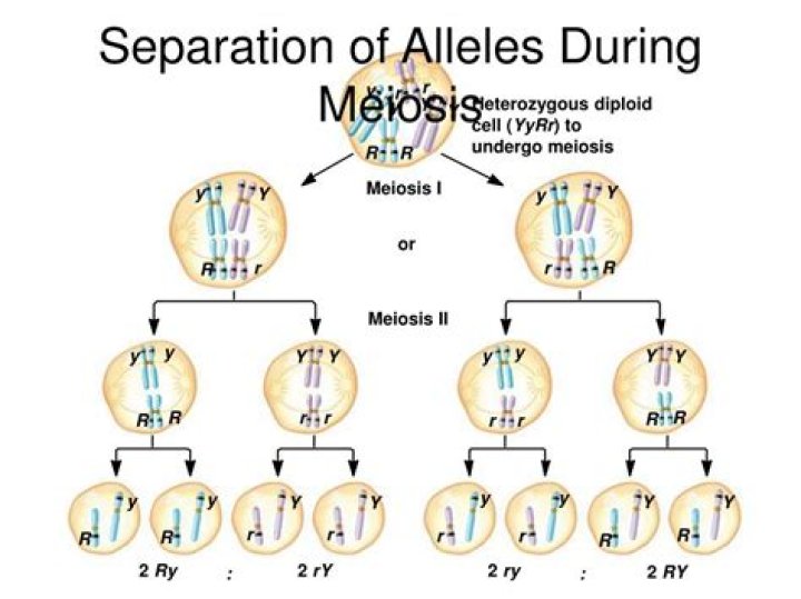 During which part of meiosis meiosis I or meiosis II do the two alleles of a gene separate during which phase does the separation occur?