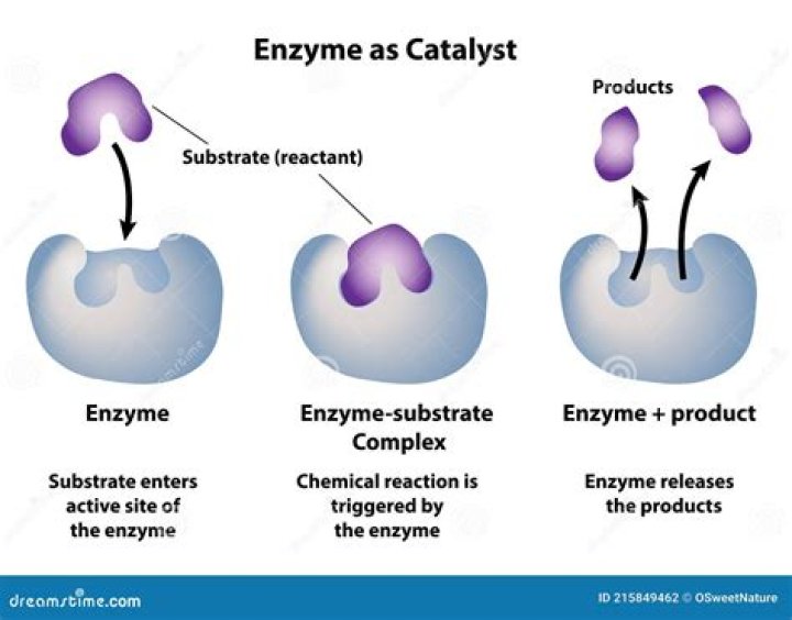 How are enzymes and chemical catalysts different?