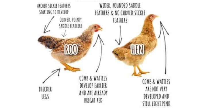 How can you tell if a chick is cold?