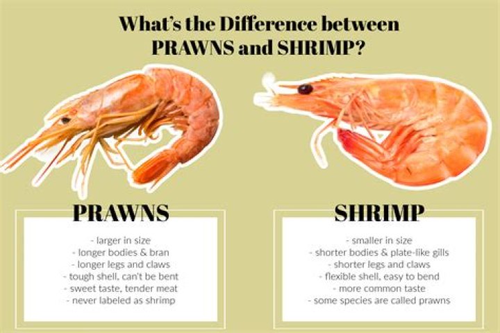 How deep are prawn suits?