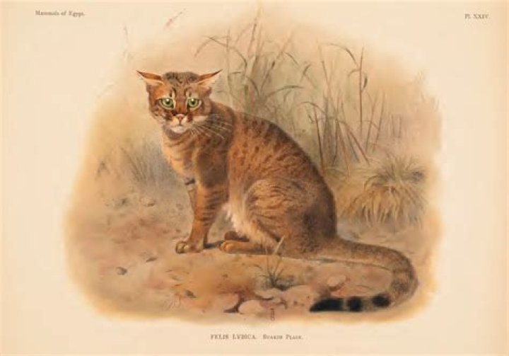 How did feral cats get to America?