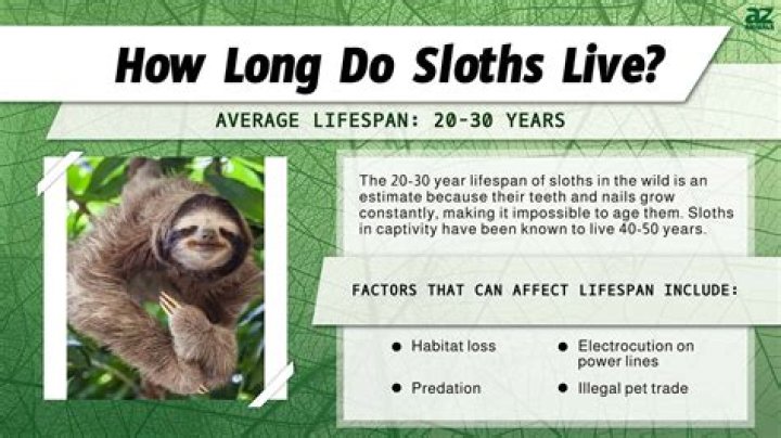How do Catholics avoid sloths?