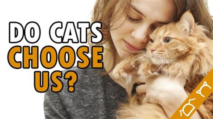 How do cats choose their human?