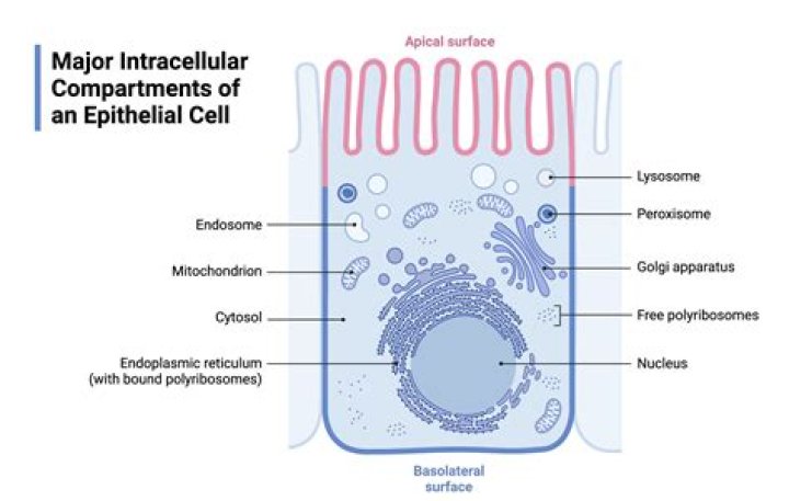 How do epithelial cells work?