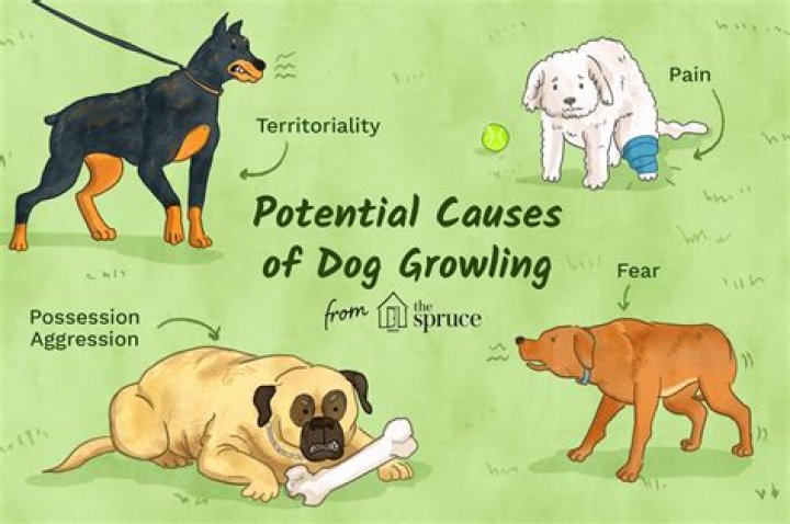 How do I get my dog to stop growling at my toddler?