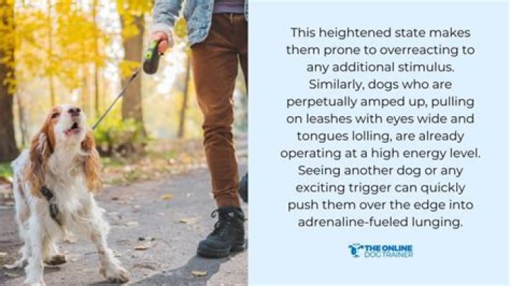 How do I get my dog to stop lunging at strangers?