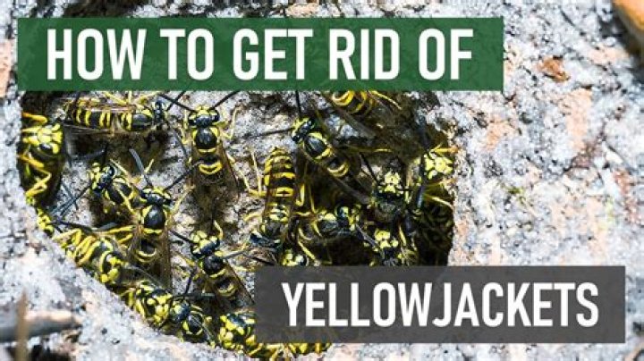 How do I keep yellow jackets away?