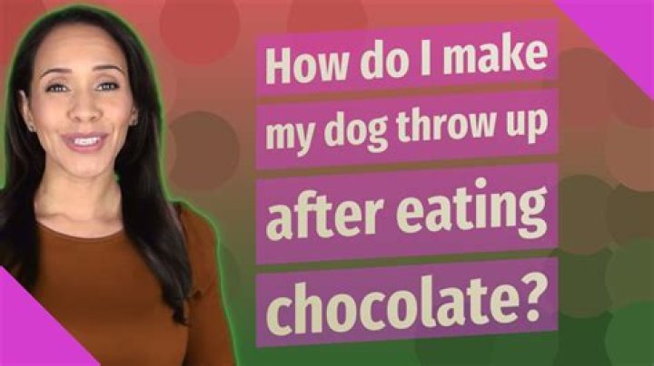 How do I make my dog throw up after eating chocolate?