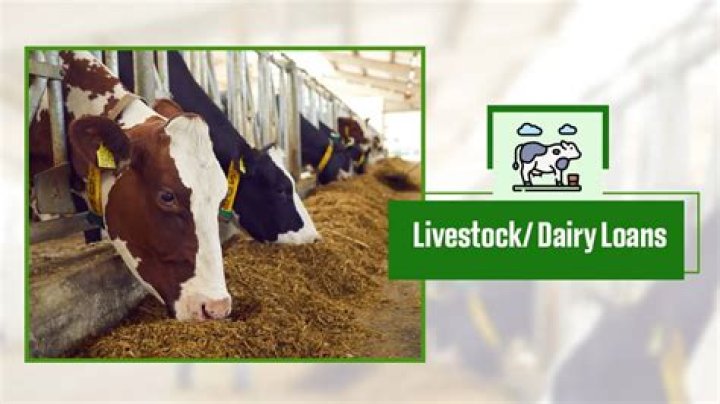 How do livestock loans work?