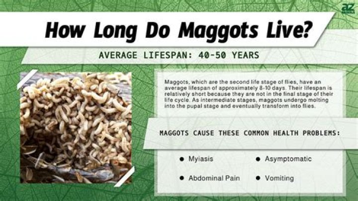 How do maggots get into coffins?