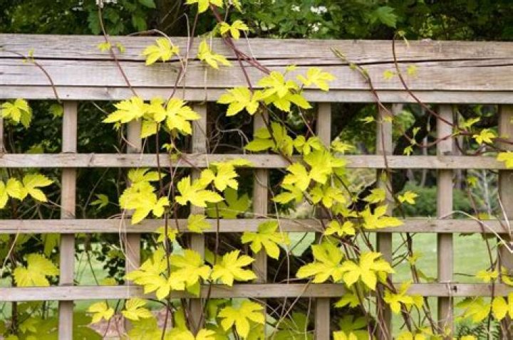 How do you cut vines on a fence?