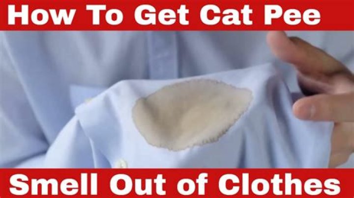 How do you get rat pee out of clothes?