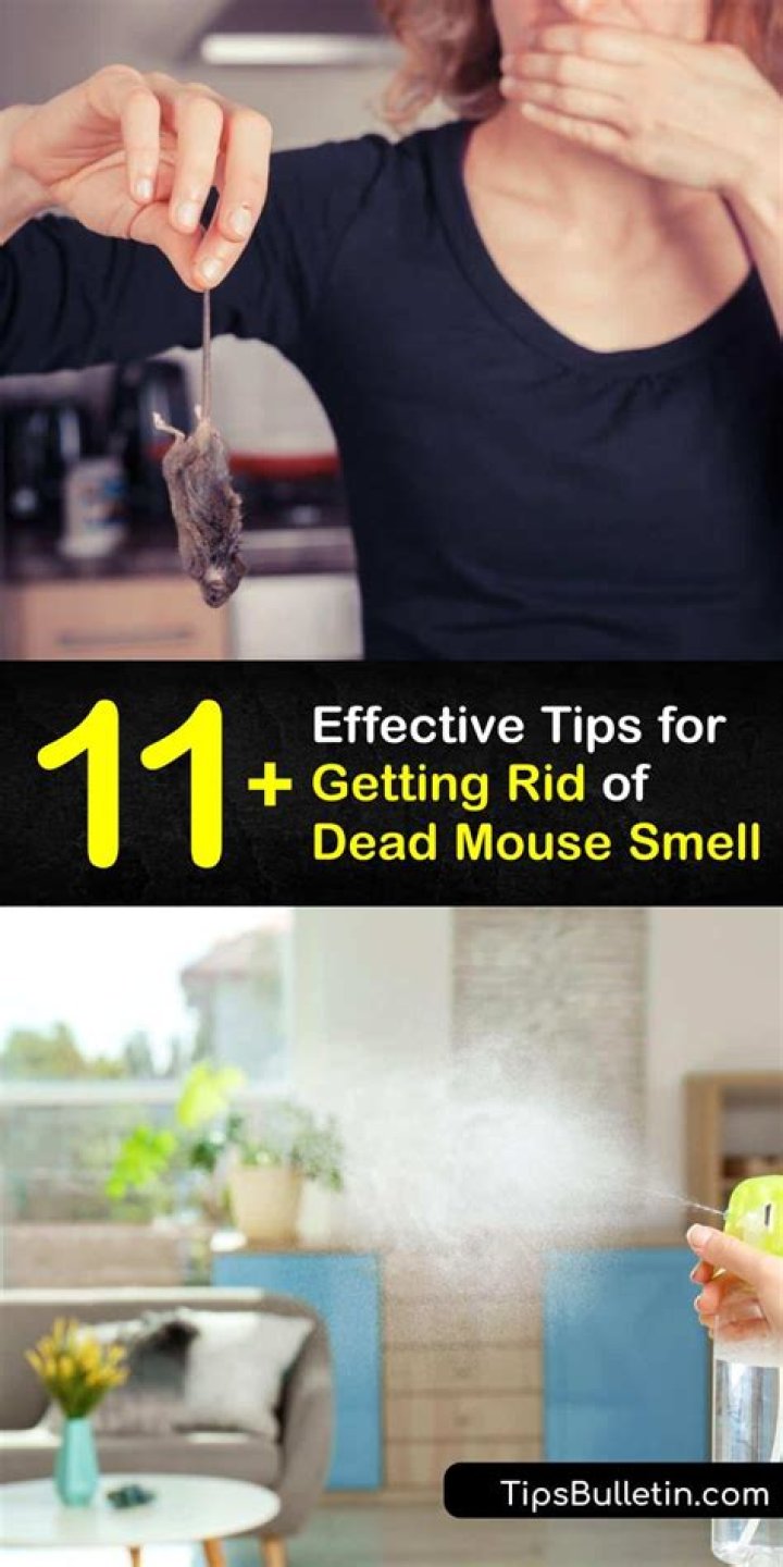 How do you get rid of dead mouse smell naturally?