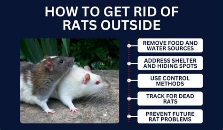 How do you get rid of rats fast outside?