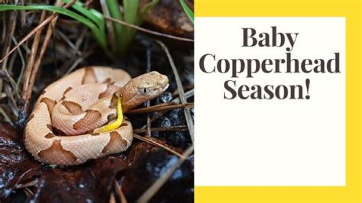 How do you keep copperhead snakes away?