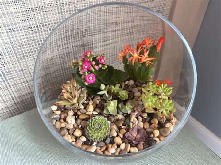 How do you make a simple succulent garden?