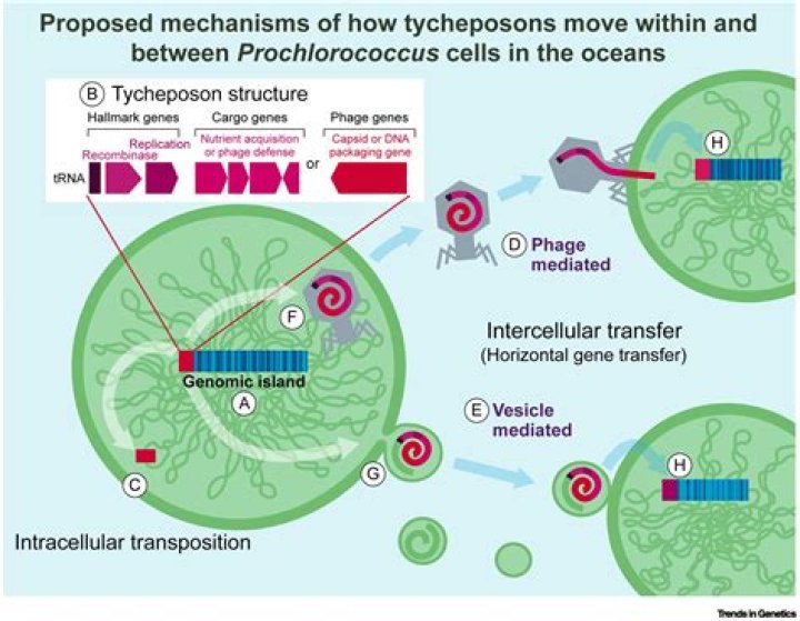 How do you pop a deep cyst?