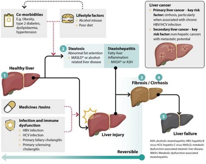 How do you repair liver damage from medication?