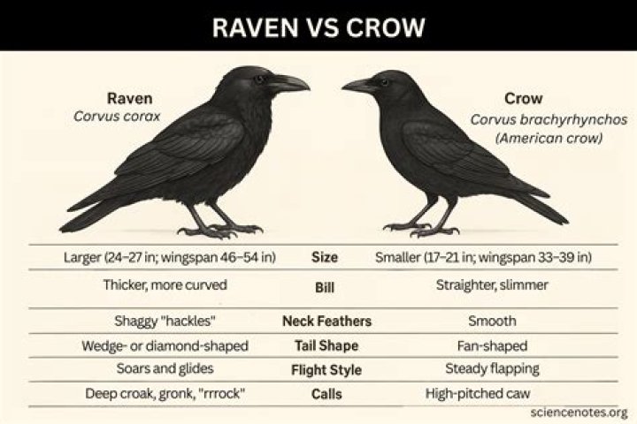 How do you say raven in Norse?