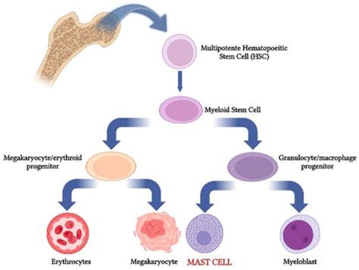 How do you stabilize mast cells naturally?