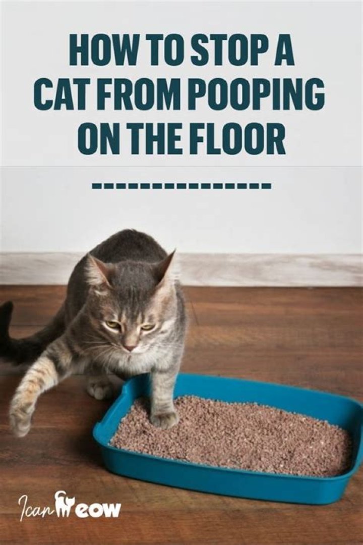 How do you stop a cat from pooping in the house?