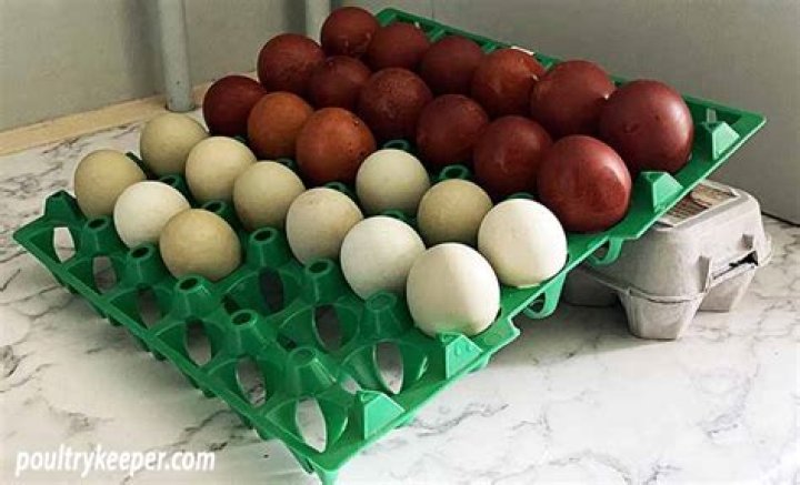 How do you store eggs?