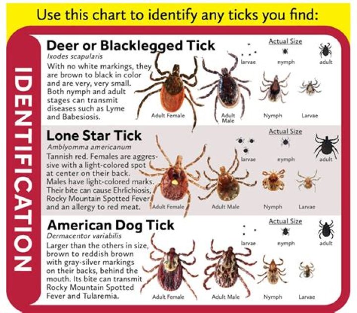 How do you treat a deer tick bite?