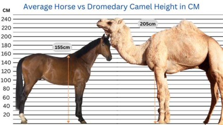 How does a Dromedary camel conserve water?