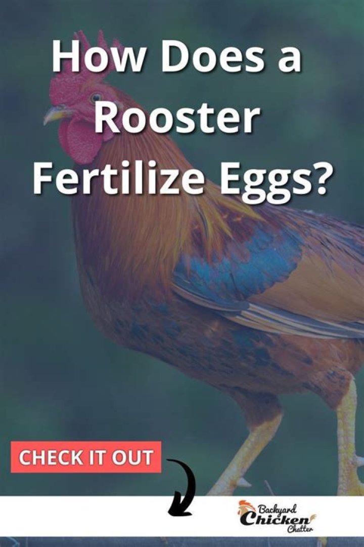 How does a rooster fertilize an egg?