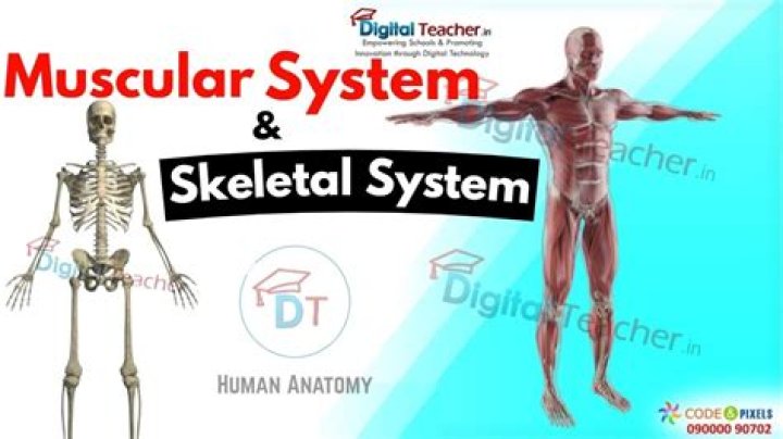 How does the skeletal and muscular system interact with each other?