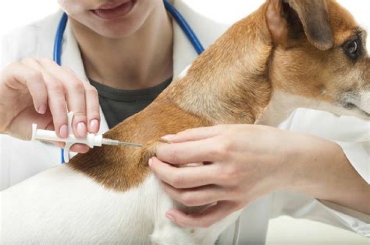 How effective is the Bordetella vaccine?