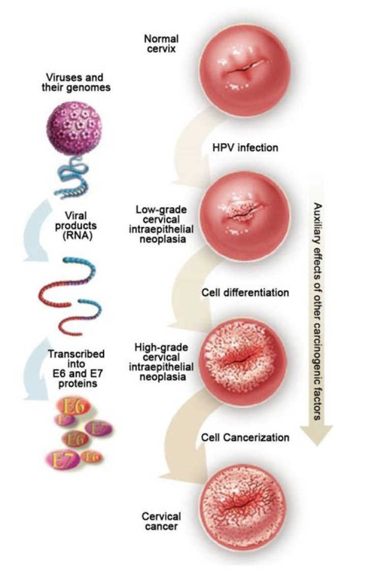 How fast do precancerous cells grow?
